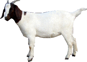 Animal Cow Pets Goat Cattle PNG