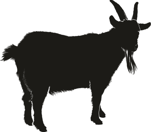 Calves Black Bovine Cattle Quality PNG