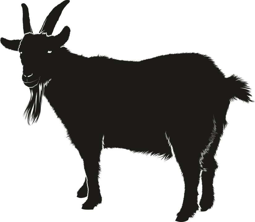 Donkey Vector Black Rabbit Hyena PNG