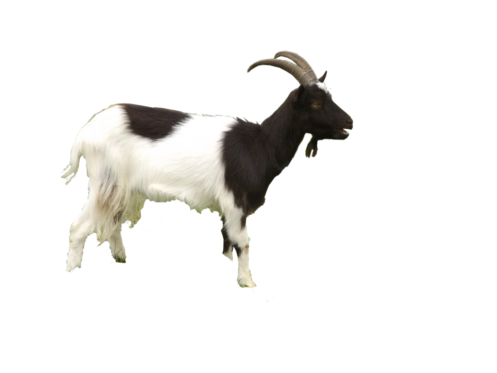 Pet Awesome Cats Goat Stooge PNG