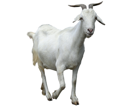 Livestock Goat Planet Mutton Biology PNG