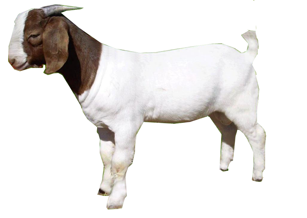 Bandit Goat Kitten Awesome Stooge PNG