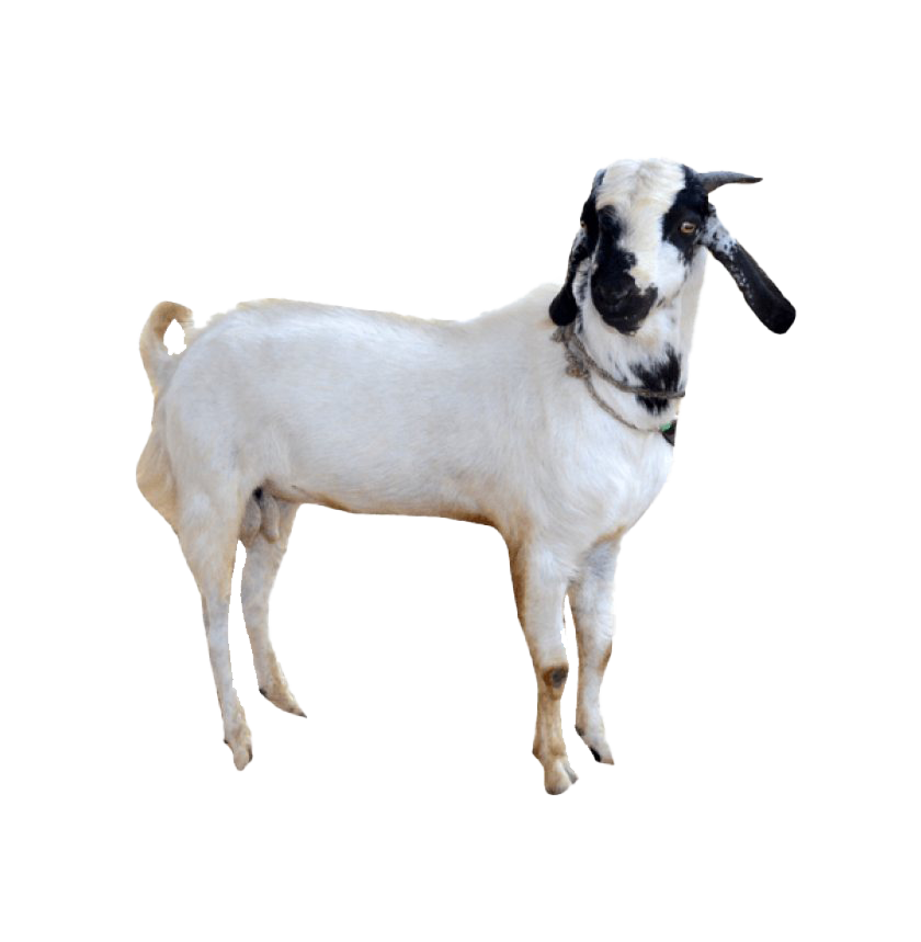 Cowherd Chickens Goat Calves Sheepdog PNG