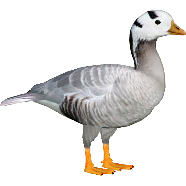 Ducky Cuckoo Ducks Check Goose PNG