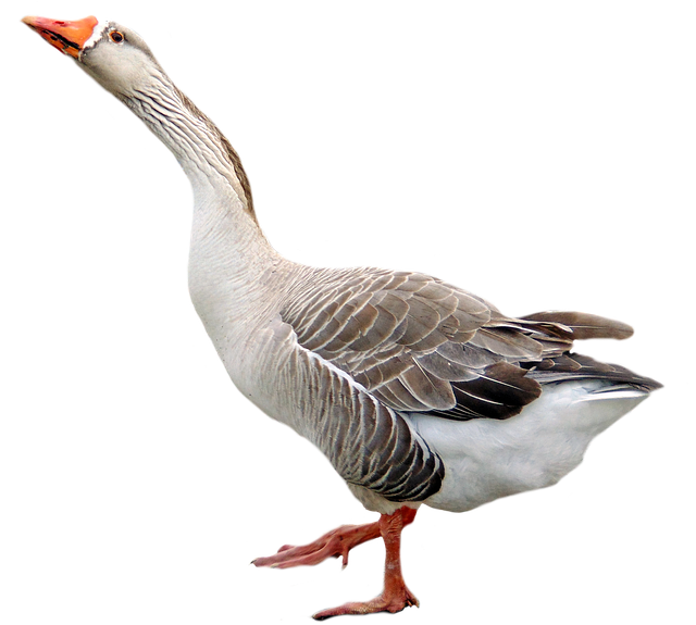 Flora Cuckoo Background Meat Goose PNG