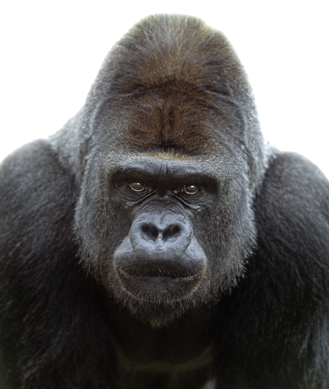 Enforcer Primate Gorilla Awesome Orangutan PNG