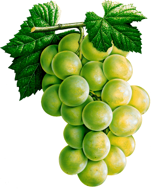 Fruit Detox Zinfandel Vineyards Pomegranate PNG