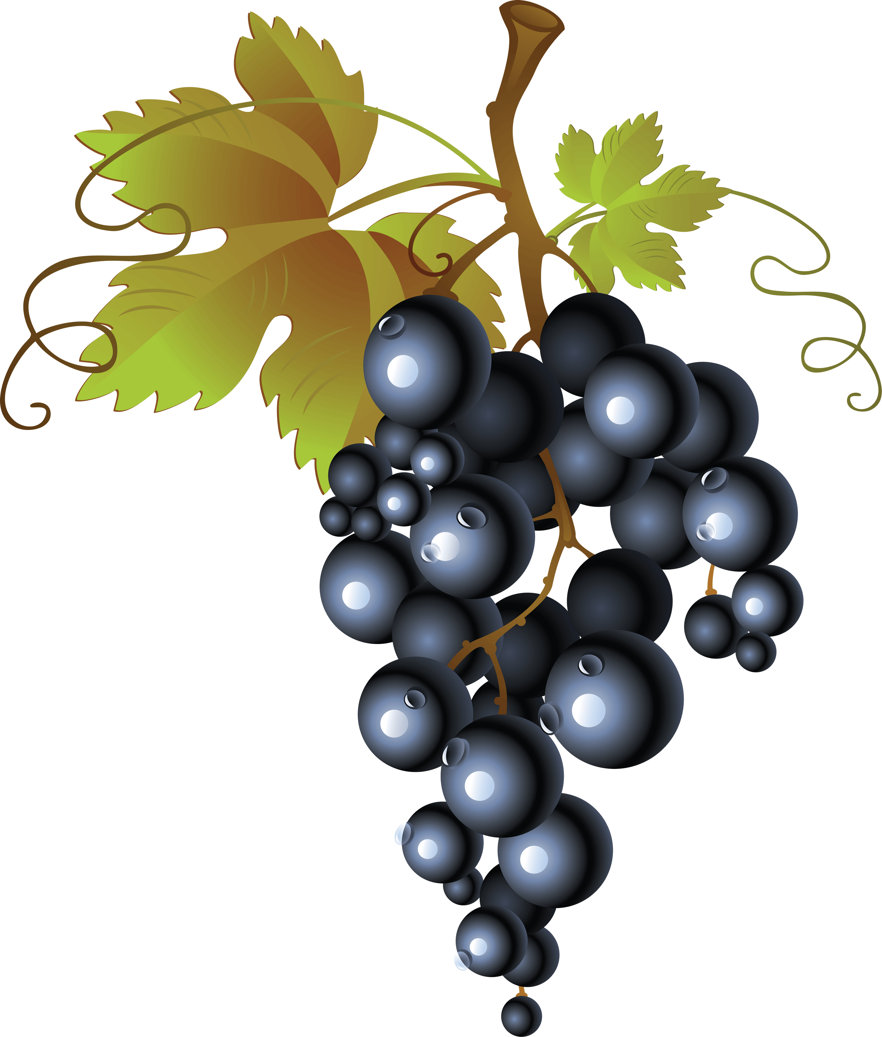 Grapevine Mash Vine Grape Orange PNG