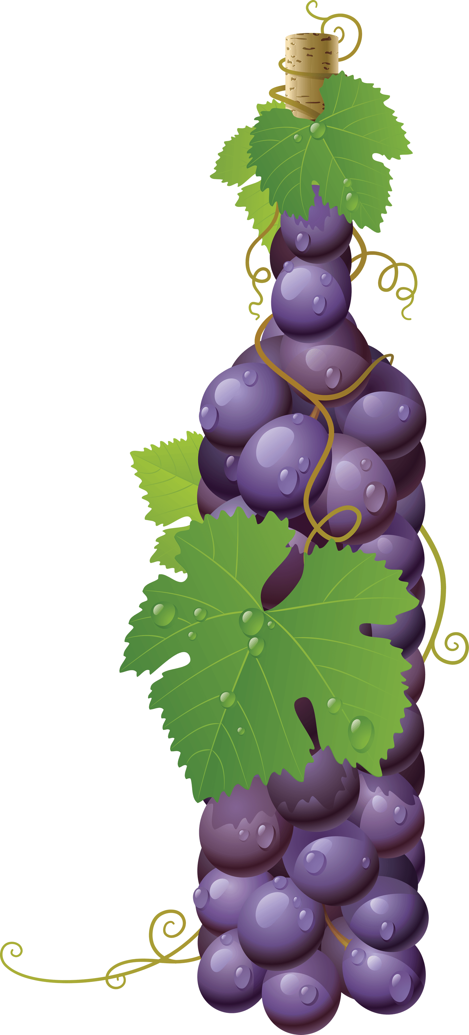 Viticulture Chardonnay Grapevine Citrus Grape PNG