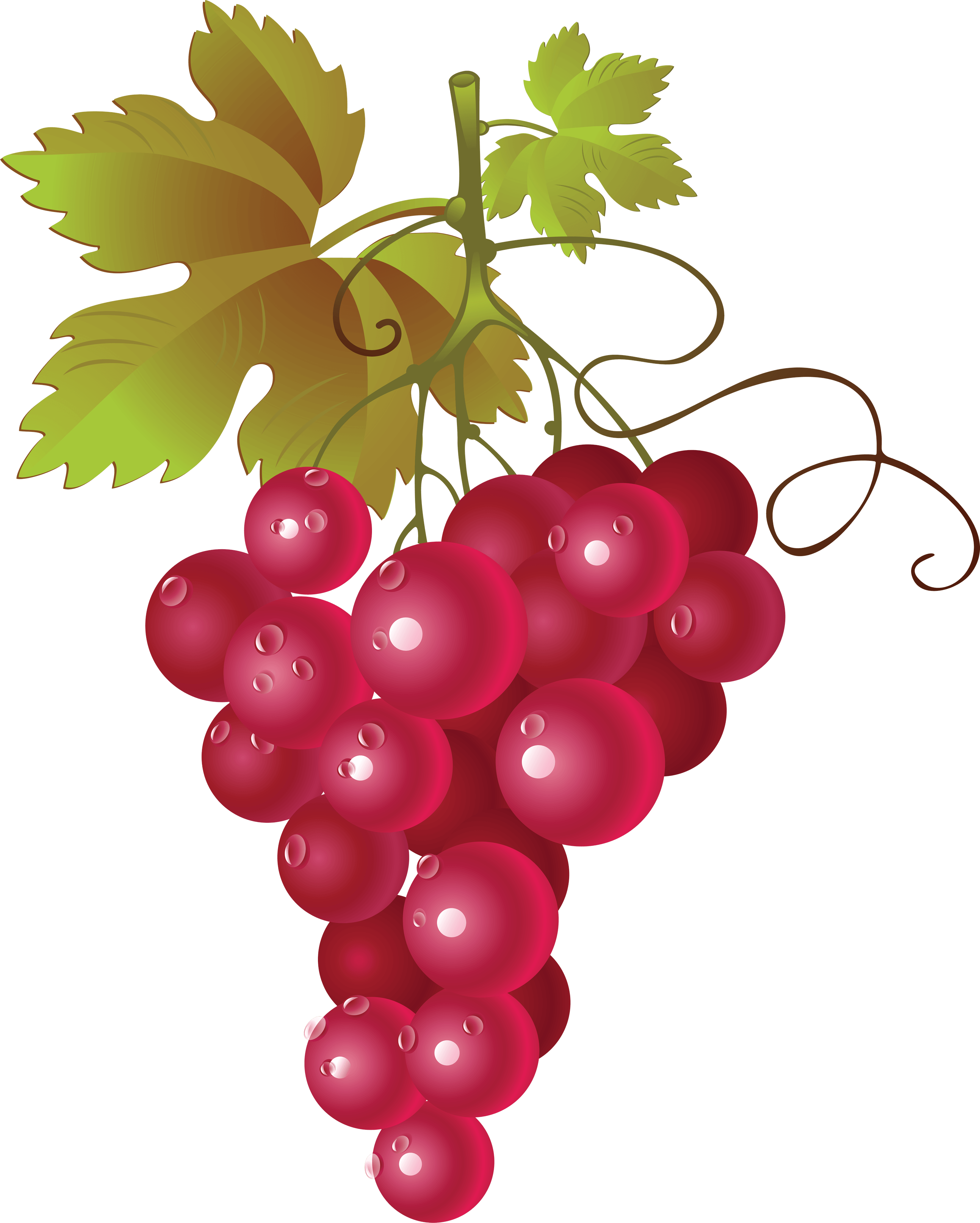 Health Girly Viticulture Vine Zinfandel PNG