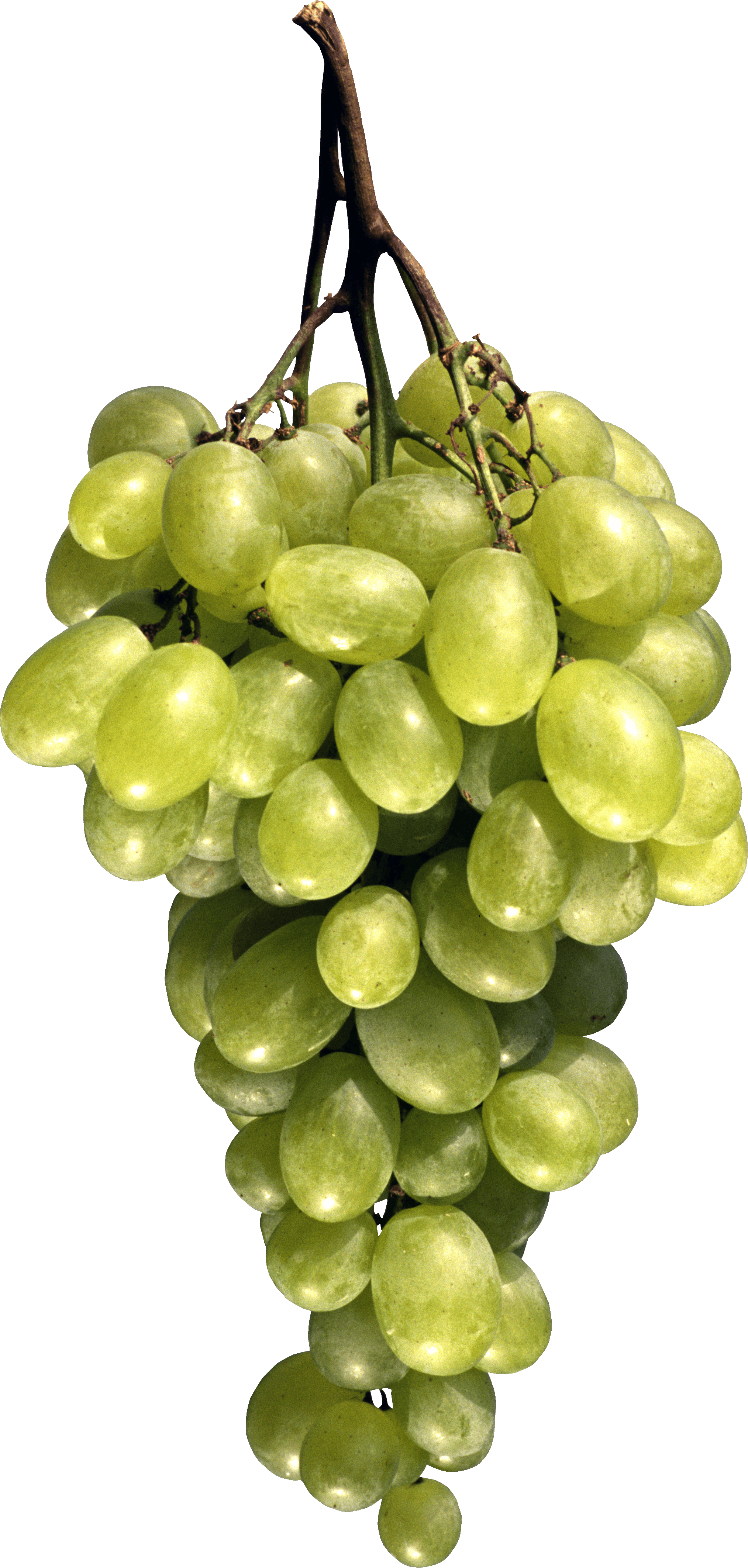 Grape Vineyard Vineyards Mash Raisin PNG