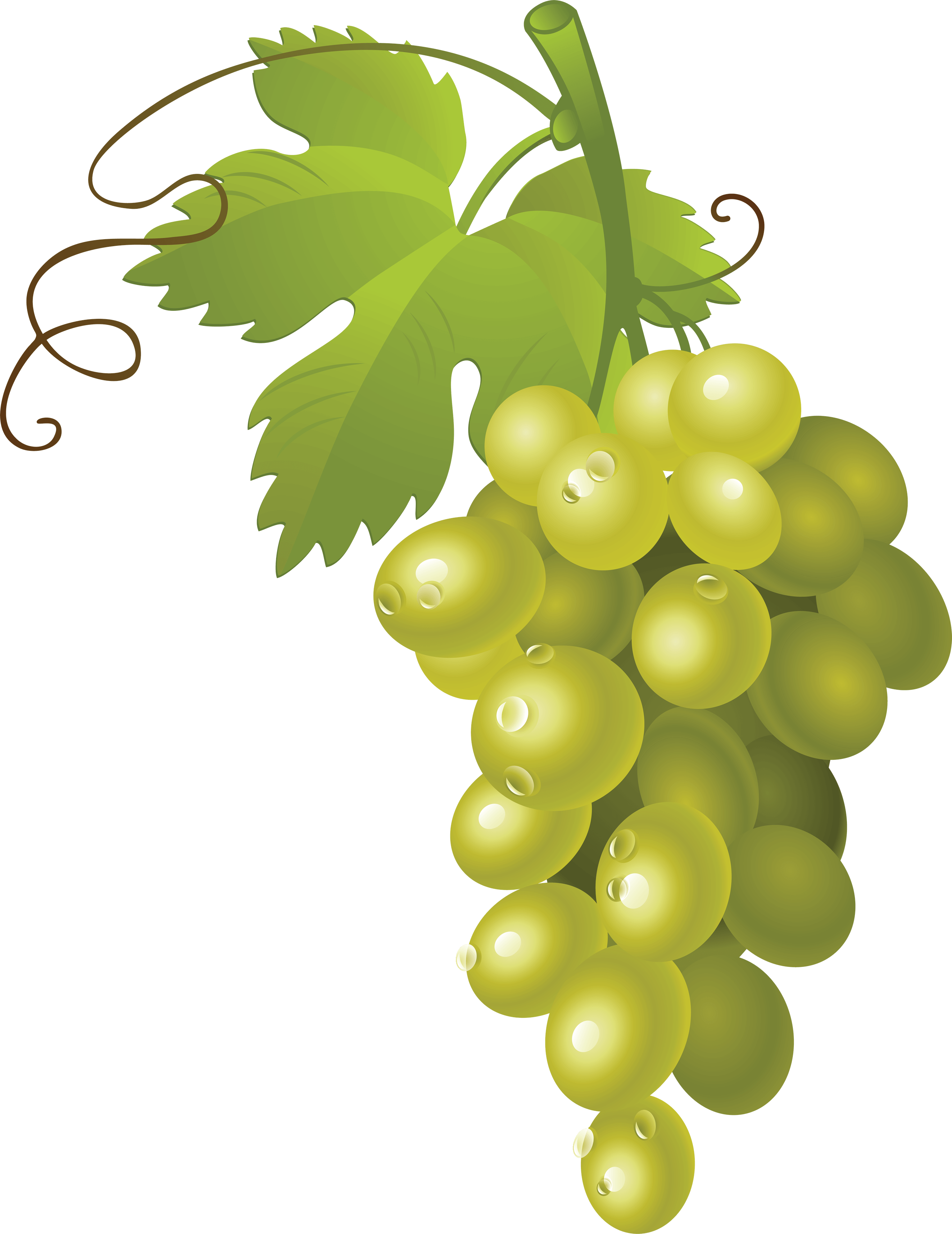 Grape Winery Delicious Grapevine Detox PNG