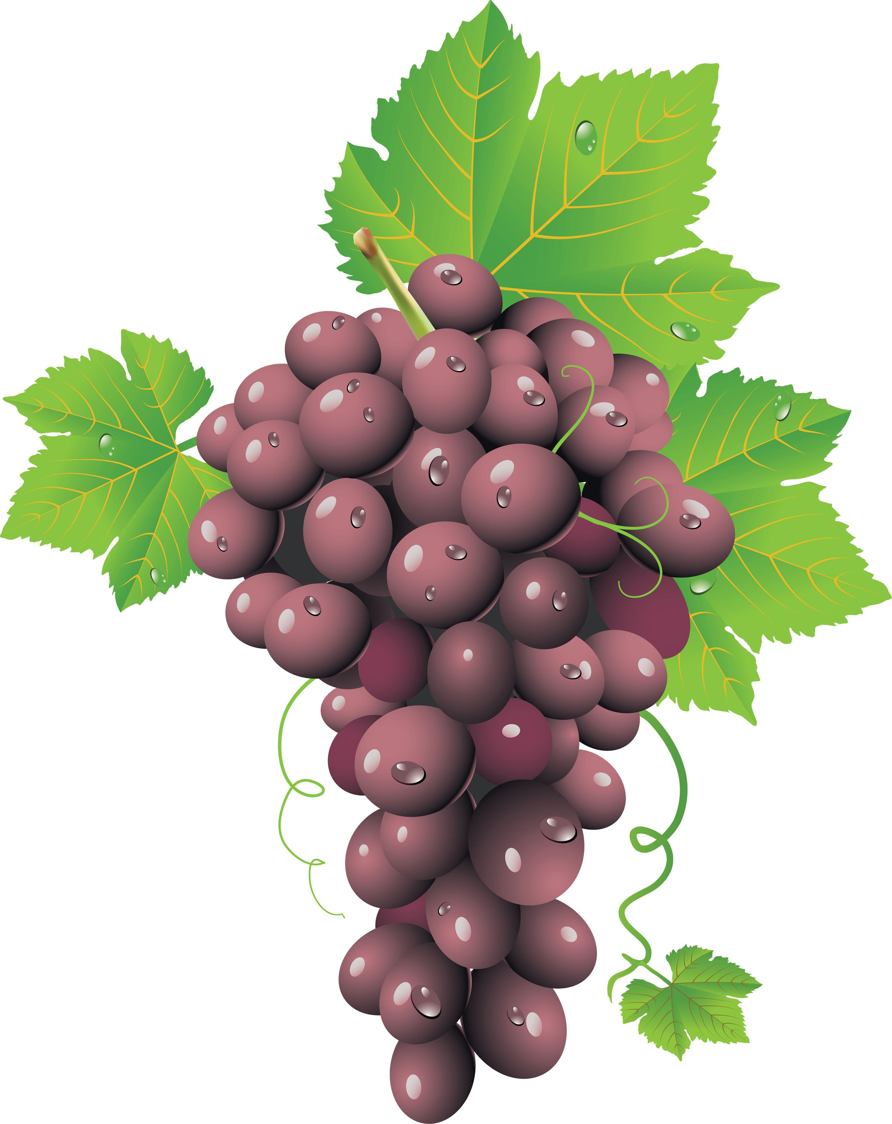 Fit Grapevine Yummy Grape Wine PNG