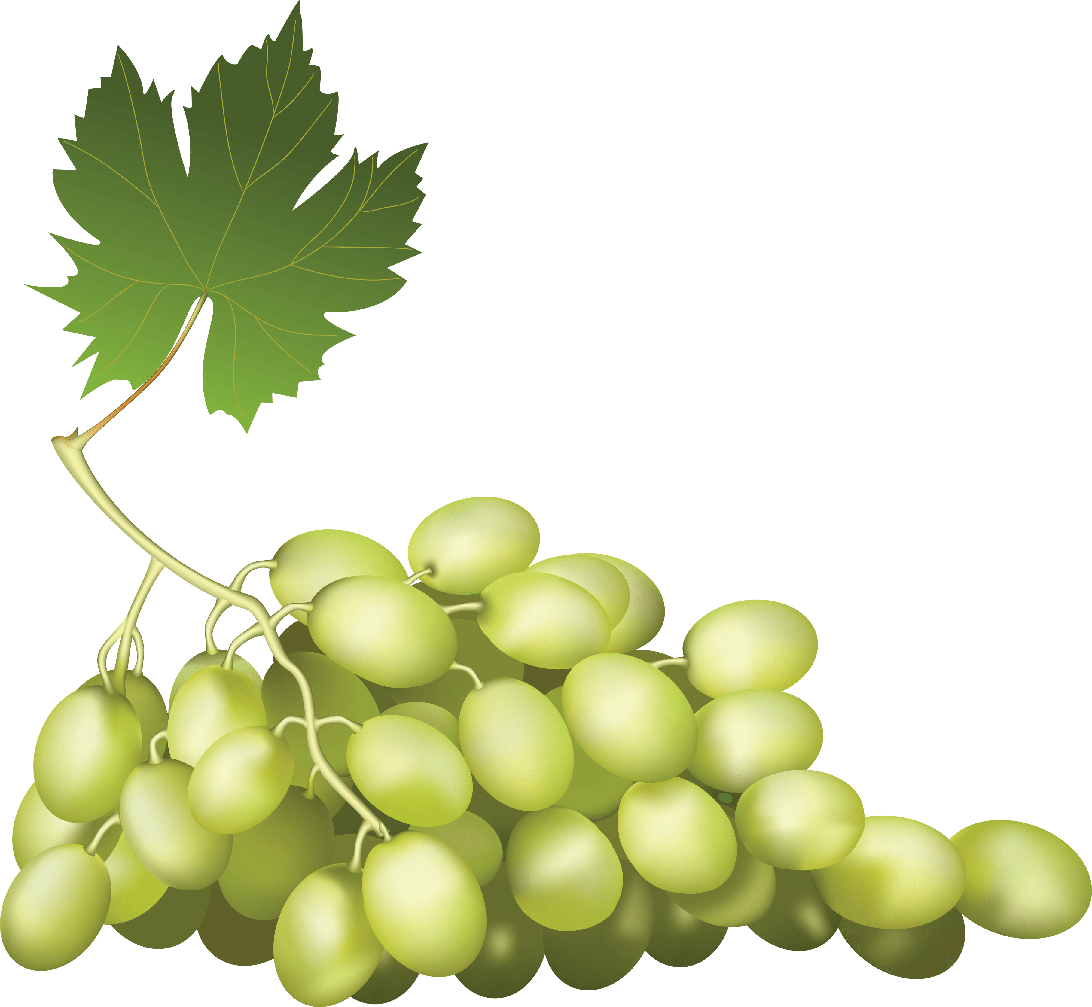 Viticulture Citrus Raisins Mash Vine PNG