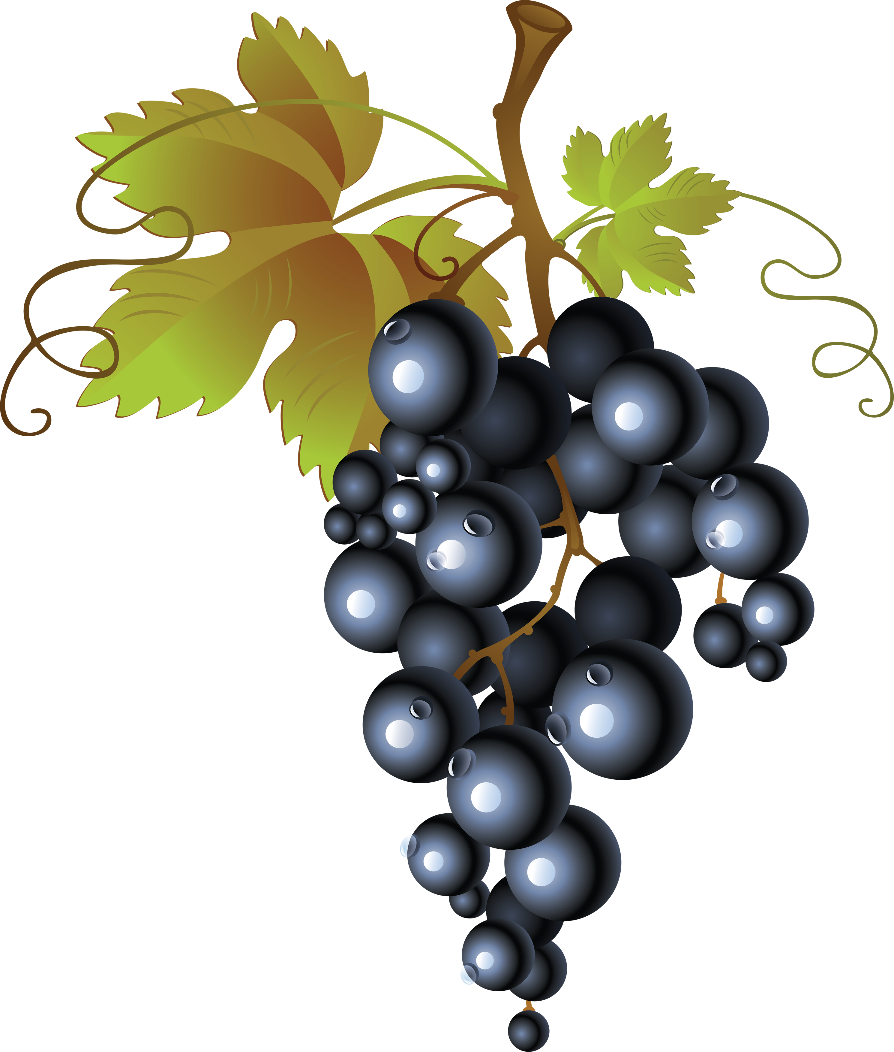 Vineyards Winemaker Fresh Chardonnay Vines PNG