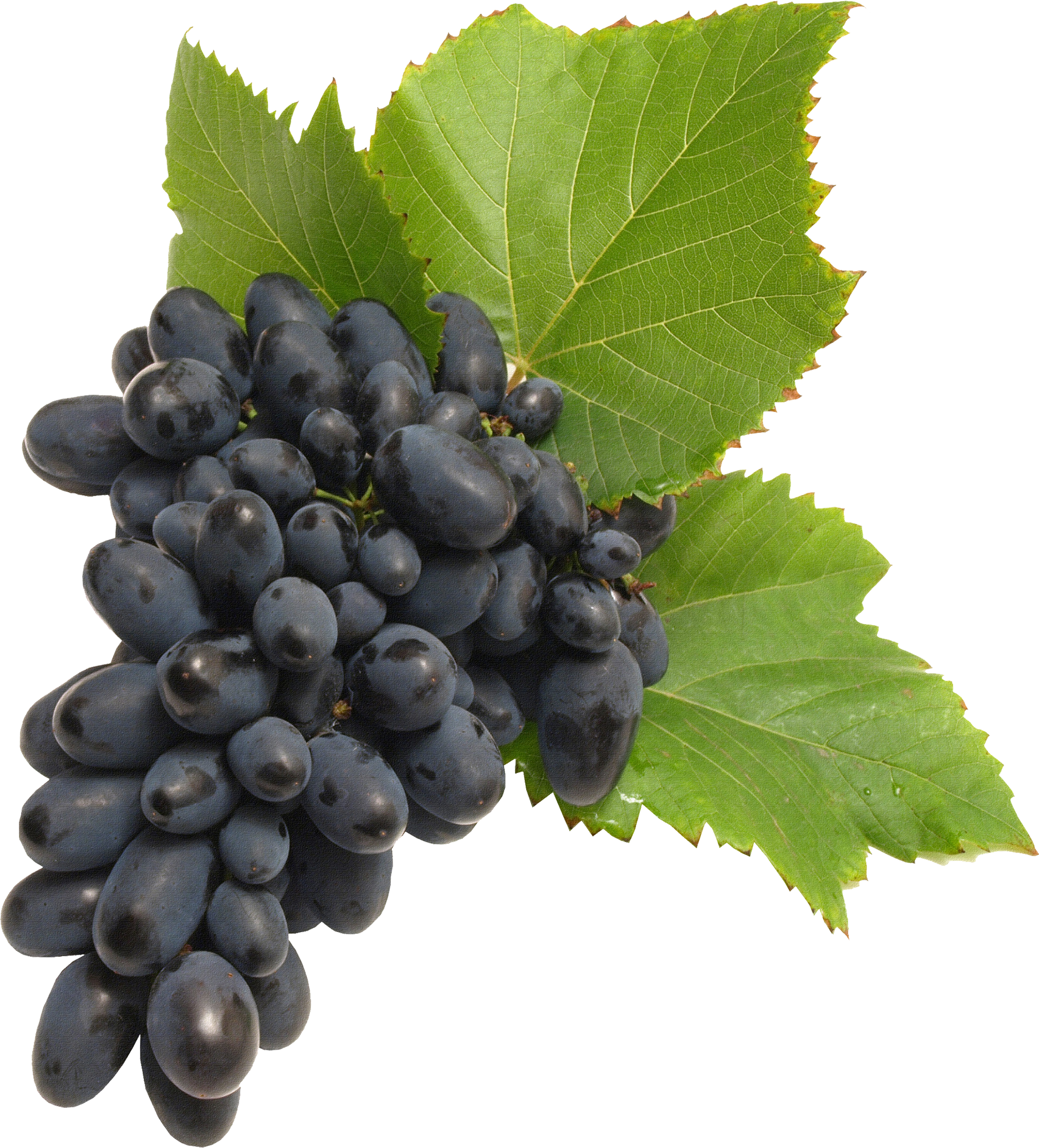 Bunch Long Grapes Clementines Black PNG
