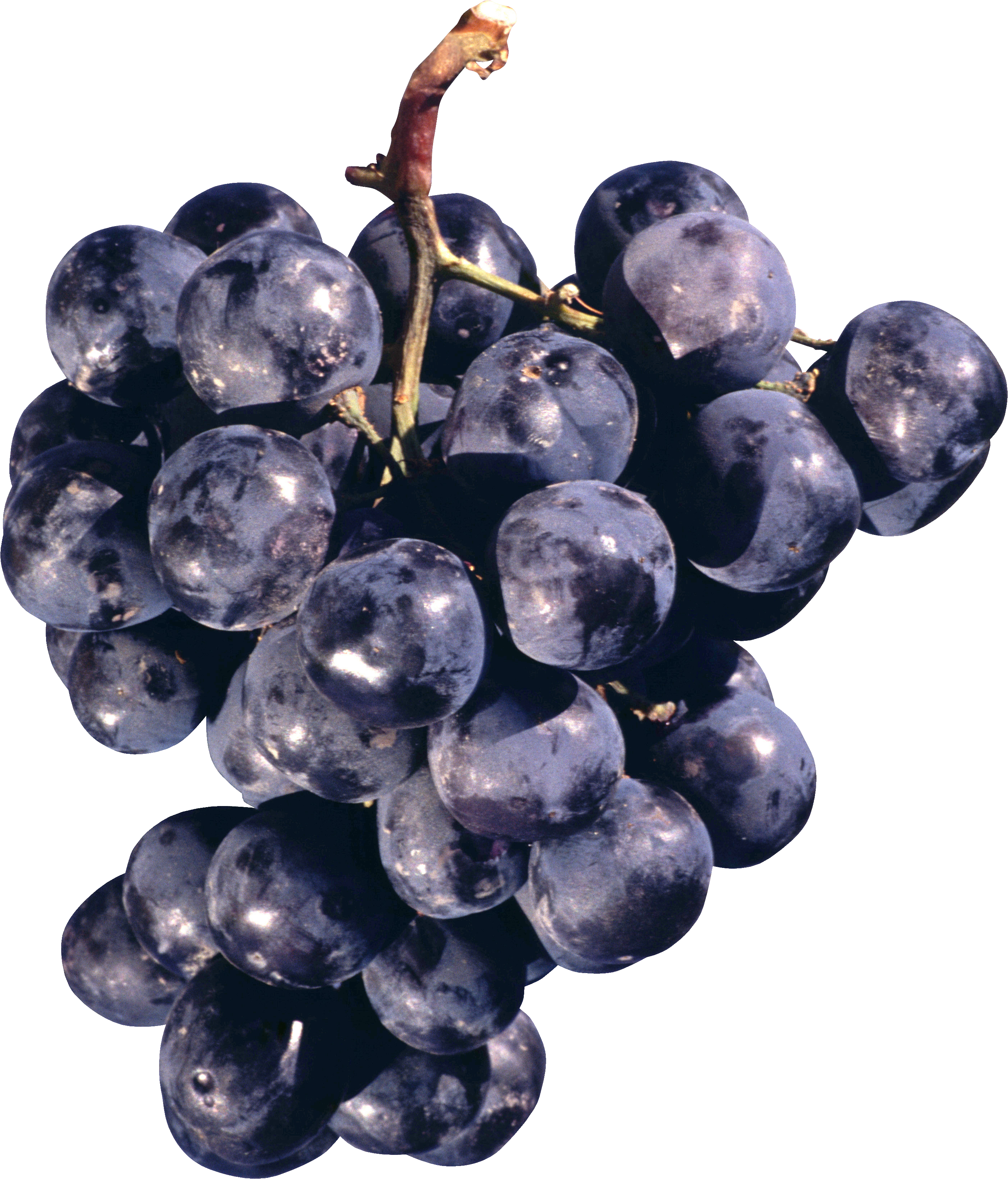Black Blueberries Plums Fruits Clusters PNG