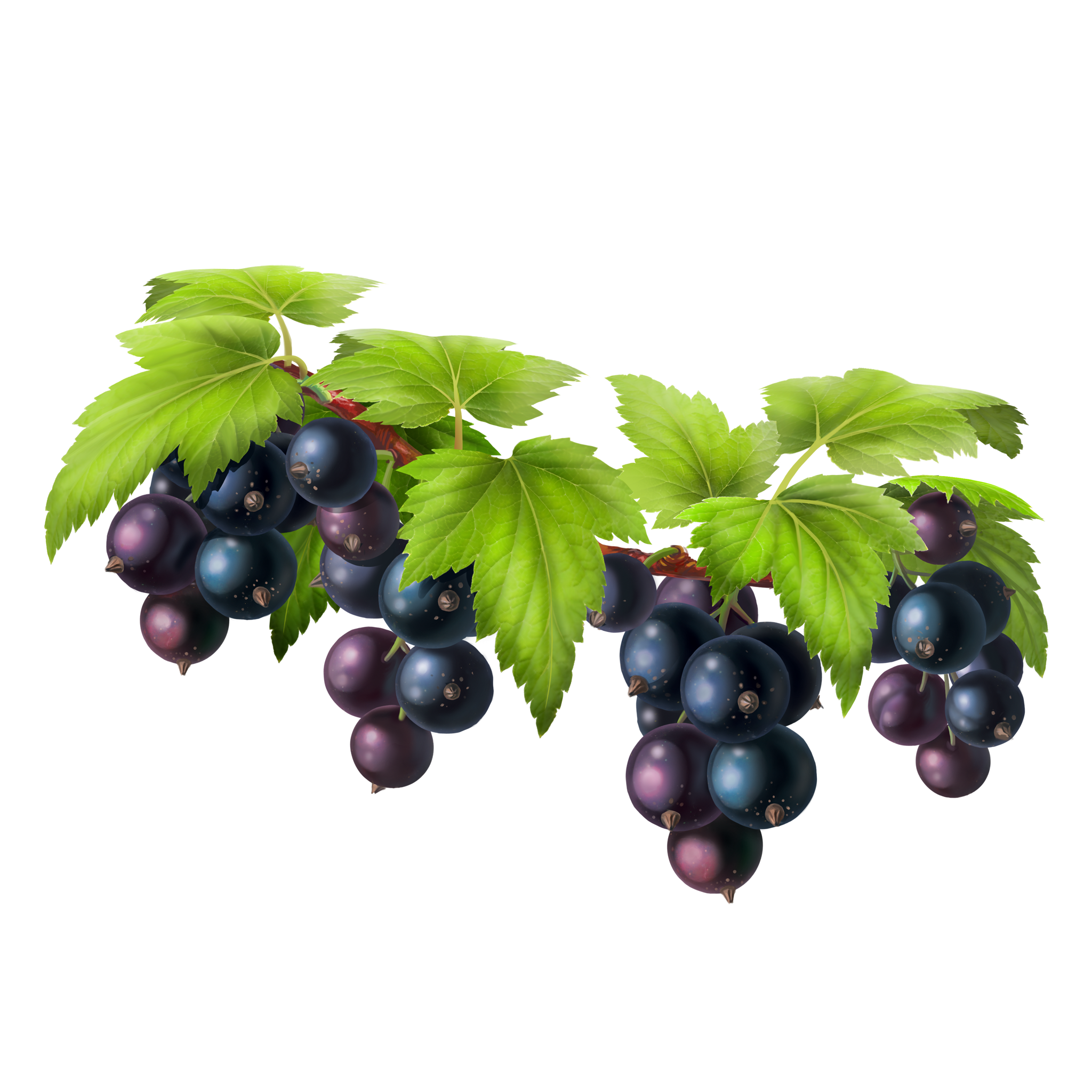 Grapes Sloes Muskmelons Vector Tomatoes PNG