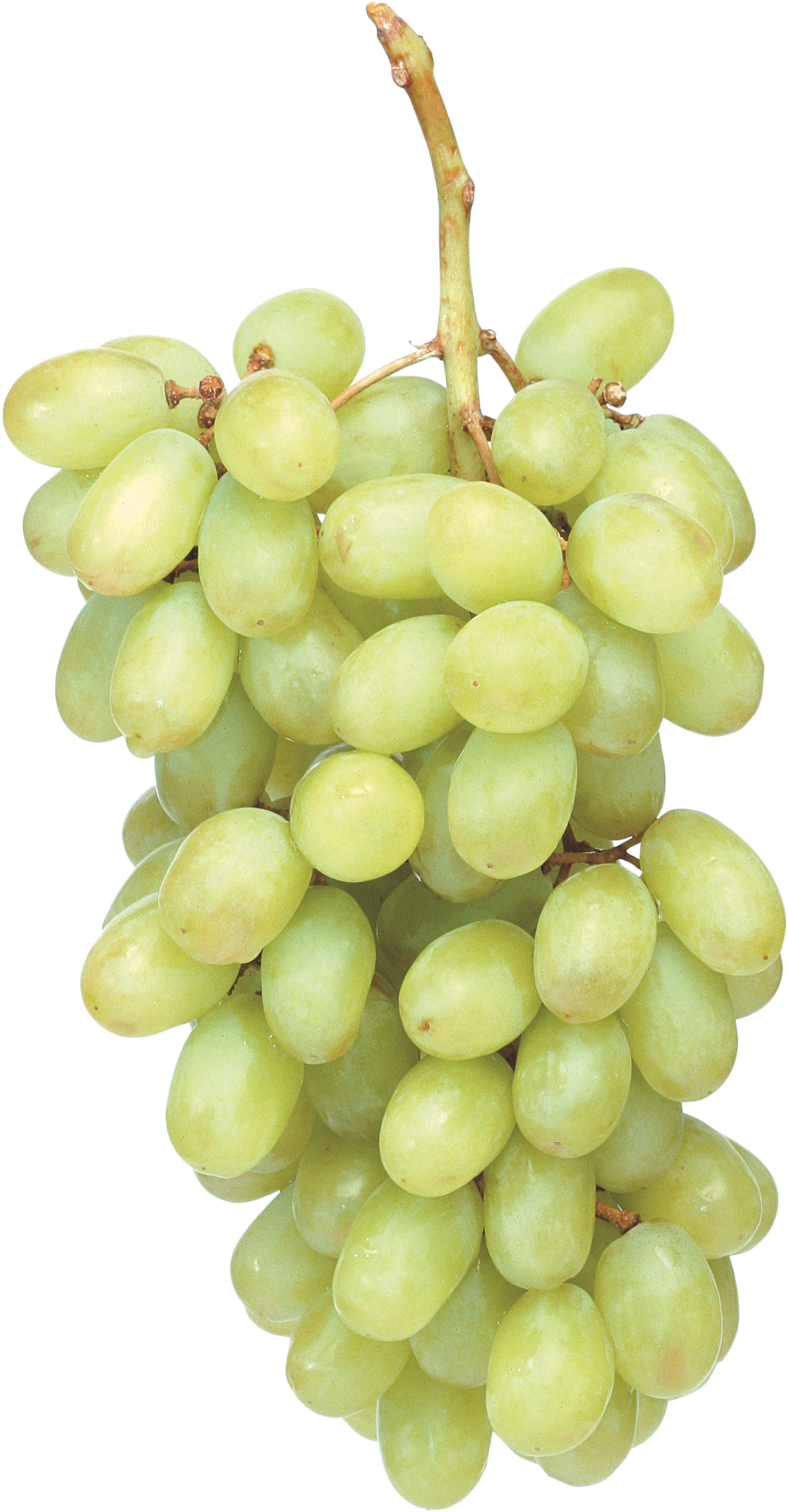 Grapes Persimmons Vineyards Orchards Vintners PNG