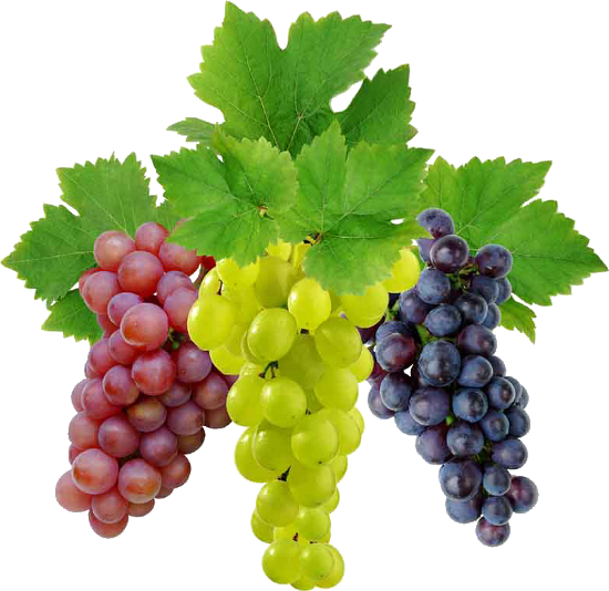 Zinfandel Pears Winegrower Grapes Wines PNG