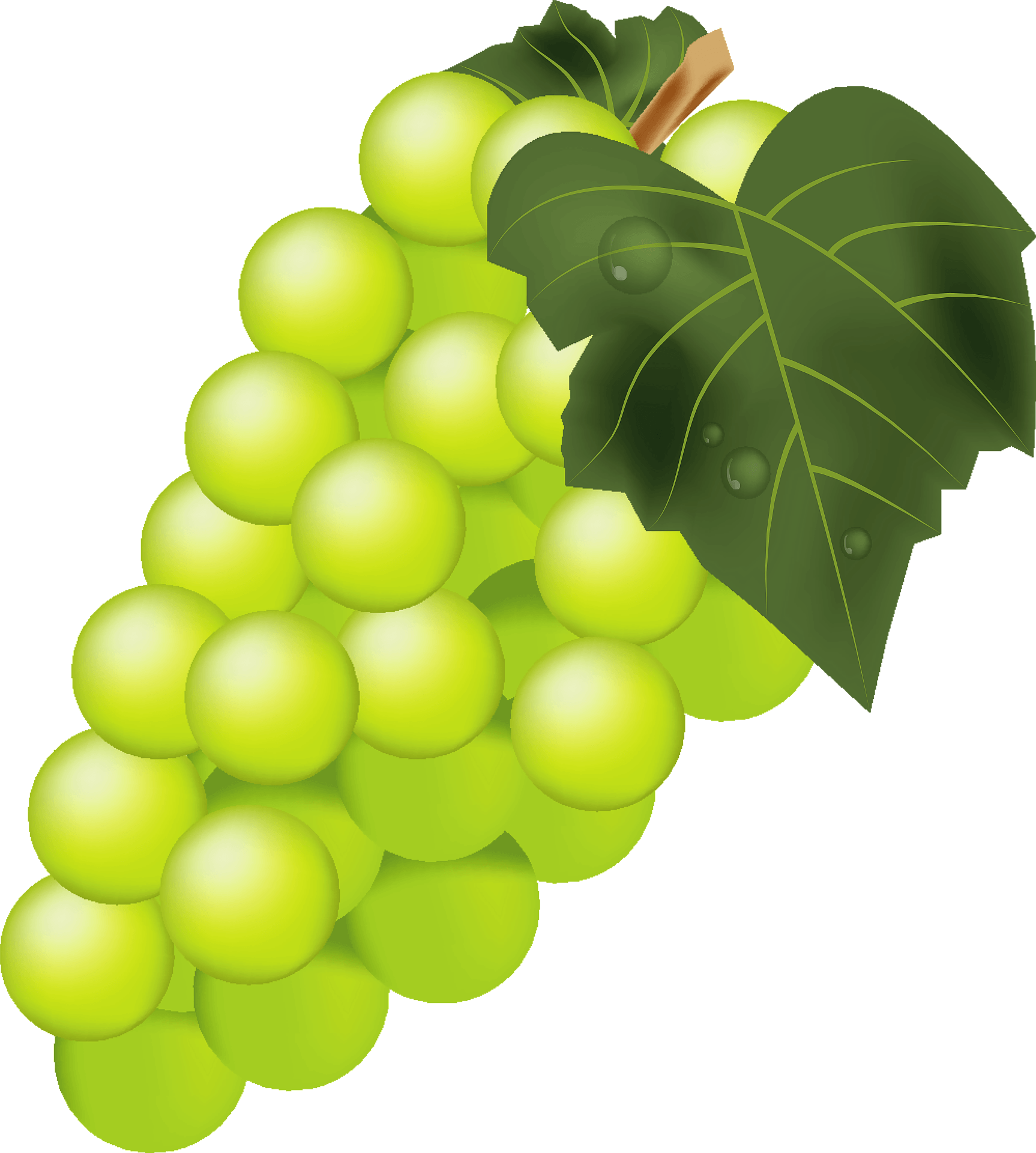 Vector Wines Green Boysenberries Figs PNG