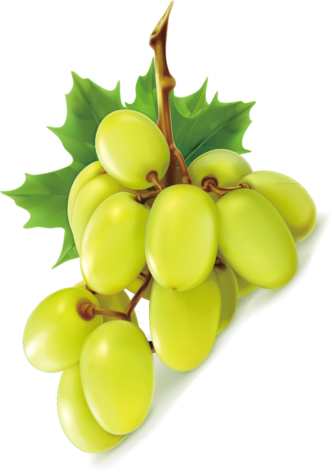 Grapevine Asparagus Vineyards Vector Grapes PNG