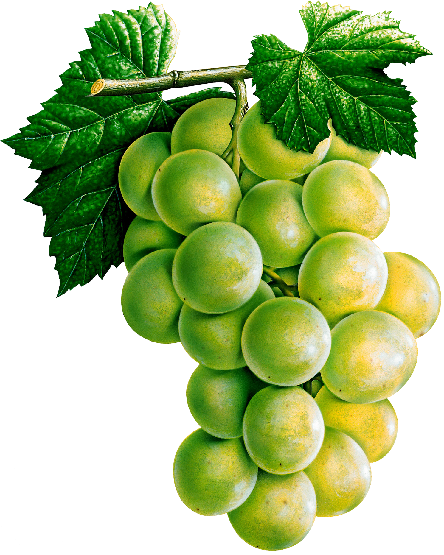 Bunches Grapevines Mangoes Cucumbers Raisins PNG