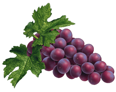 Grapevines Red Strawberries Pears Motivation PNG