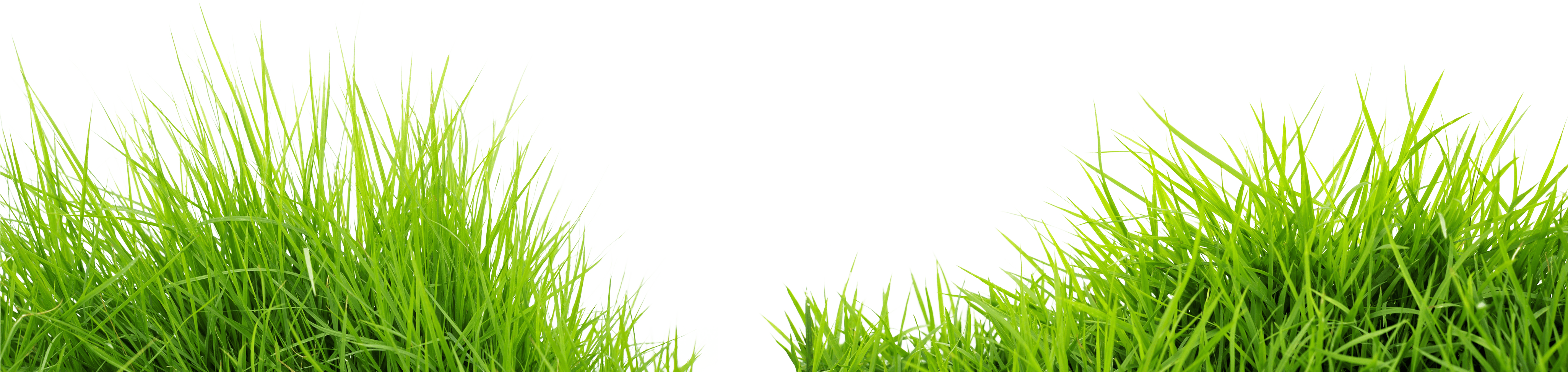 Fun Green Grass Forest Weed PNG