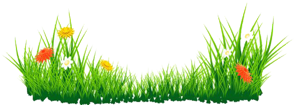 Grass Sunset Skunk Life Environment PNG