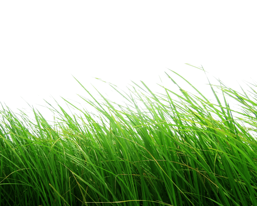 Grace Puff Carpet Grass Nature PNG
