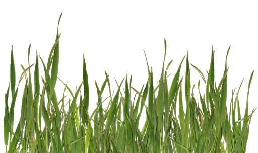 Fatty Weed Grass Pollen Nature PNG