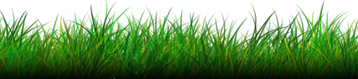 Puff Grass Poison Natural Nature PNG