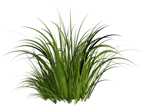 Action Hair Pot Forage Turf PNG