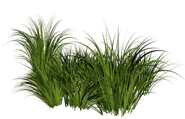 Tree Denounce Forage Greenery Weed PNG