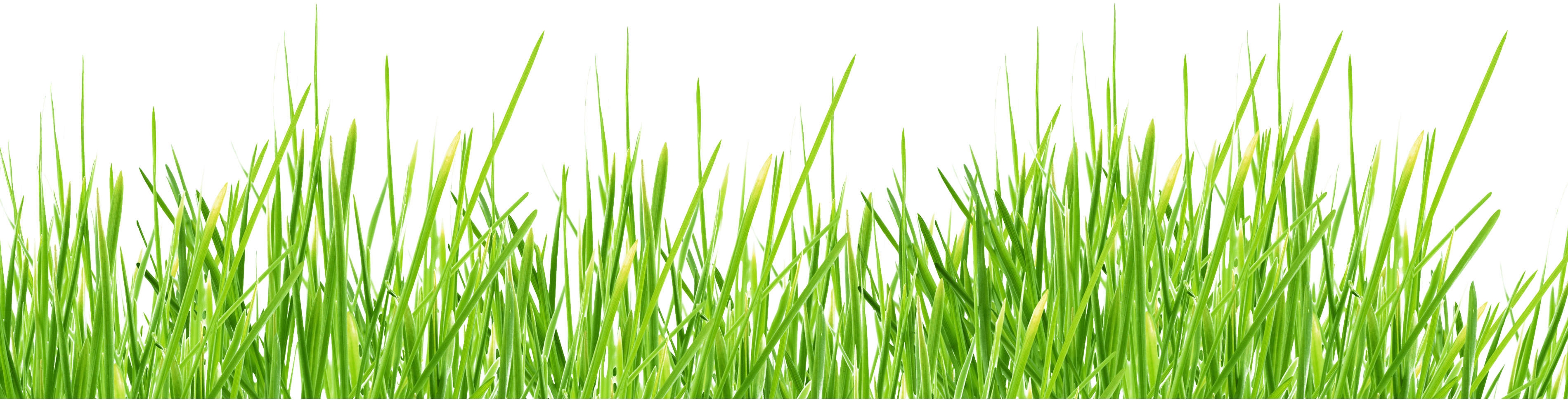 Grasslands Sun Makeup Sod Hay PNG