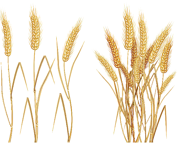 Pike Plant Einkorn Snitch Cereal PNG
