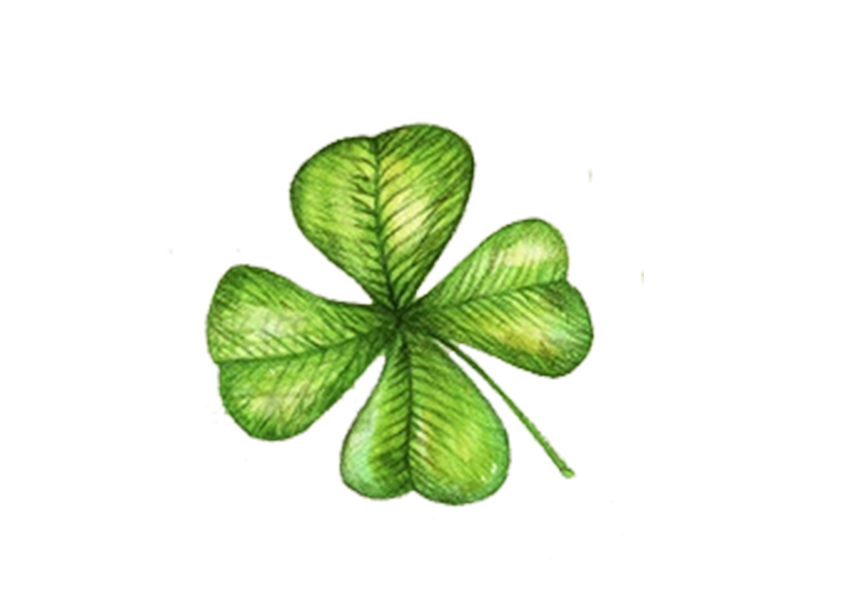 Pitch Fourleaf Quality Luck Shamrock PNG