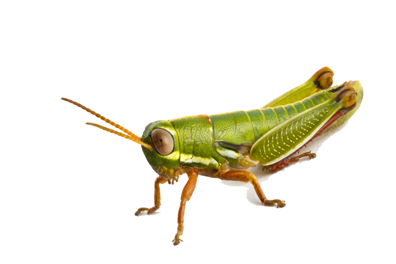 Wild Tree Critter Green Grasshopper PNG