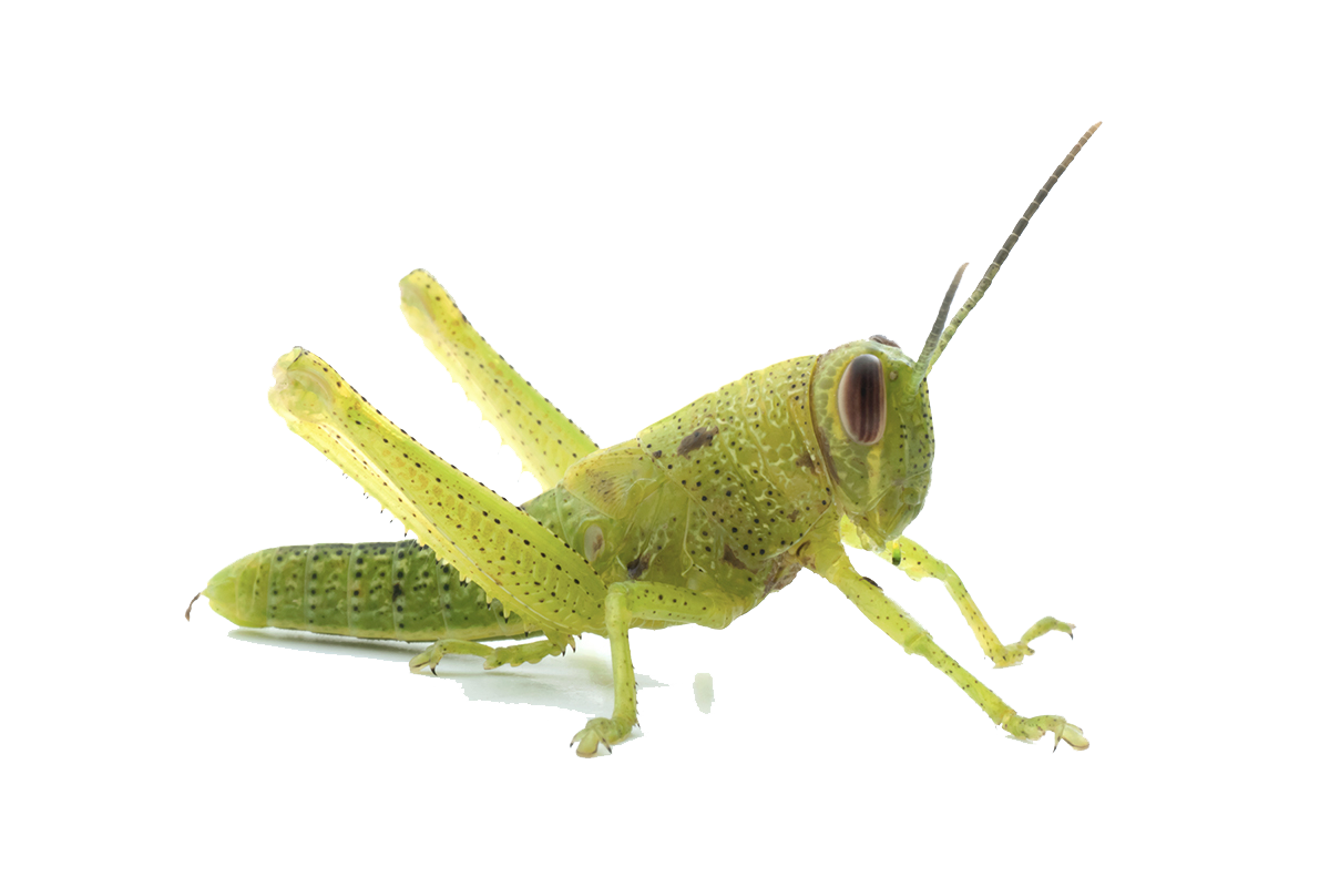 Lubber Day Aphid Grasshopper Sleeping PNG