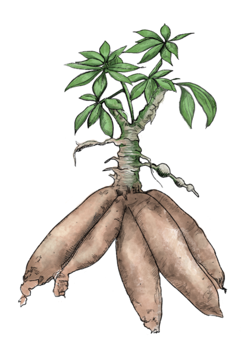 Unripe Cassava Vegetables Uncured Paper PNG