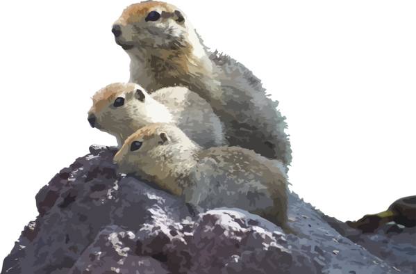 Song Prairie Dog For Adaptation PNG