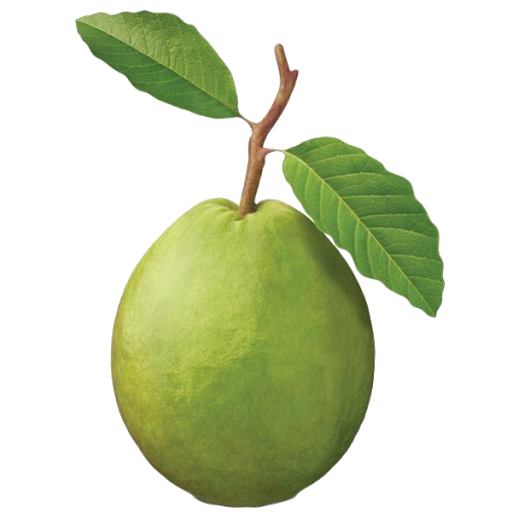 Guava Melon Fruits Green Muskmelon PNG