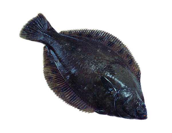 Flounder Sanitary Doctor Seafood Bony PNG