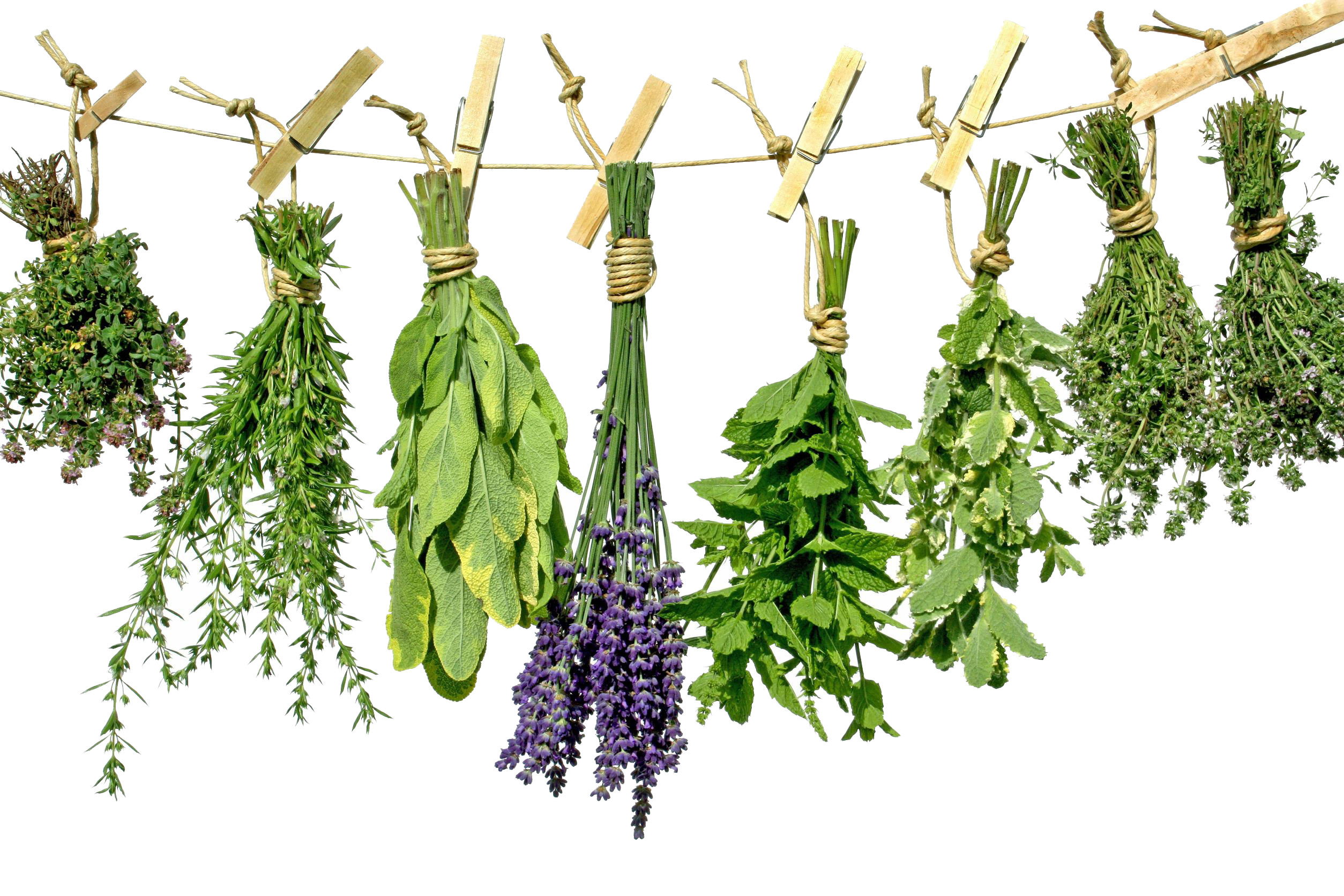 Fish Style Fruit Herbs Rosemary PNG