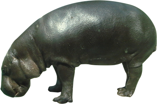 Hippo Animals Wild Quality High PNG