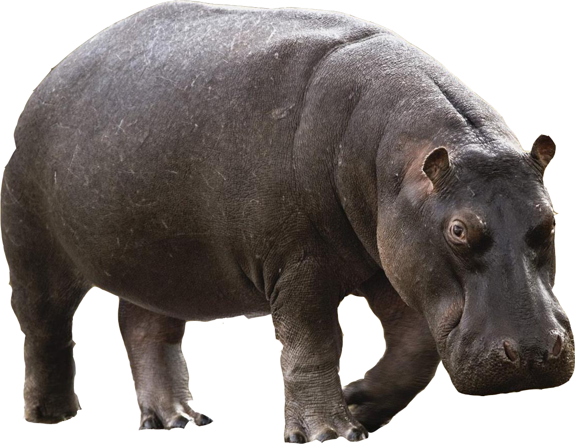 Animals Hippo Wild PNG