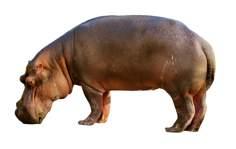 Wild Animals Hippo PNG