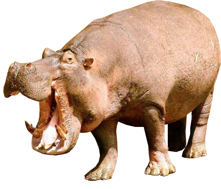Flakes Hippopotamus Tortoise Hippo File PNG
