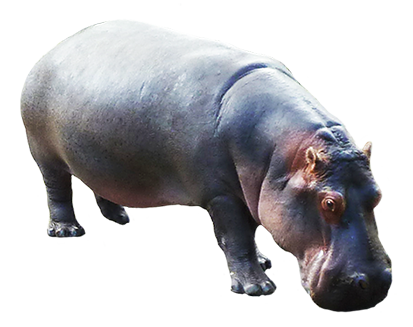 Love Hippo Hippopotamus Rhino Fauna PNG